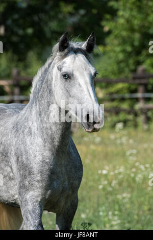 Ritratto di Gypsy Cob a canter Foto Stock