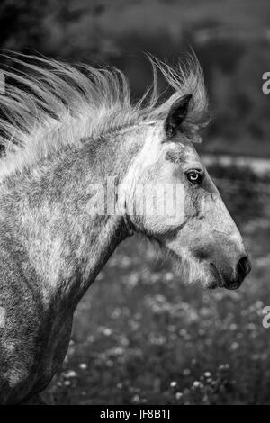 Ritratto di Gypsy Cob a canter Foto Stock