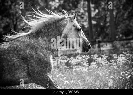 Ritratto di Gypsy Cob a canter Foto Stock