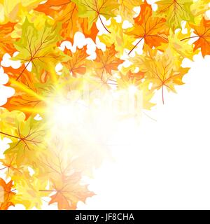 foglie di acero Illustrazione Vettoriale
