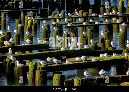 Seaguls poggiante su una vecchia struttura dell'edificio. Astoria, Oregon Foto Stock