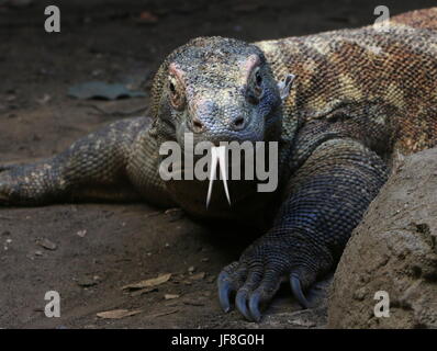 Close-up della testa di un indonesiano drago di Komodo (Varanus komodoensis), lingua biforcuta colpetti, prelievo di profumi dell'aria. Foto Stock