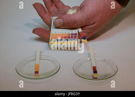 Universal strisce indicatrici di pH sono mostrati in uso su una soluzione alcaline con un pH=14. A sinistra una striscia in una soluzione acida. Foto Stock