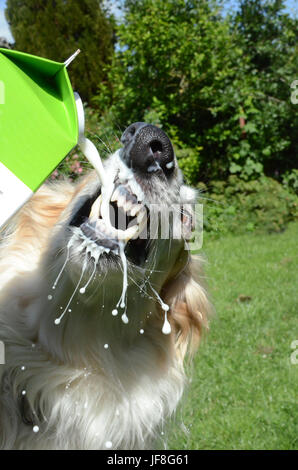 Cane cane bevande latte dalla bottiglia. Foto Stock