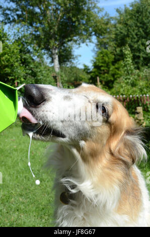 Cane cane bevande latte dalla bottiglia. Foto Stock