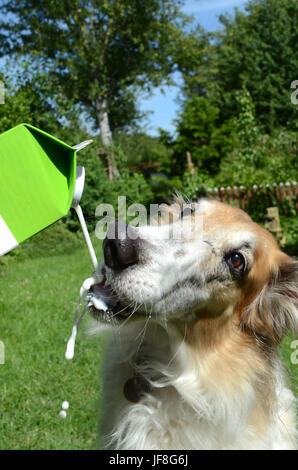 Cane cane bevande latte dalla bottiglia. Il cane non si desidera ottenere il suo naso umido e la piega di distanza per evitare che. Foto Stock