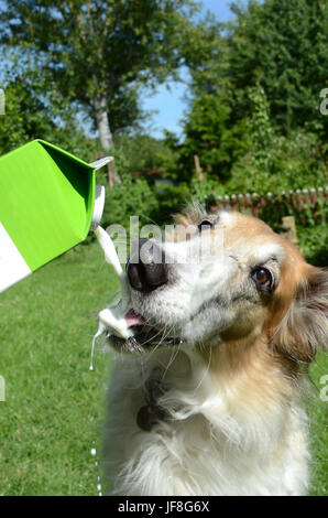 Cane cane bevande latte dalla bottiglia. Il cane non si desidera ottenere il suo naso umido e la piega di distanza per evitare che. Foto Stock