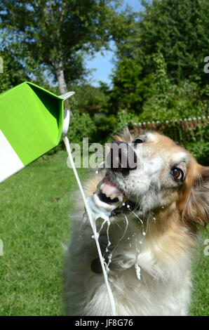 Cane cane bevande latte dalla bottiglia. Il cane non si desidera ottenere il suo naso umido e la piega di distanza per evitare che. Foto Stock