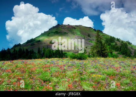 Picco di cono con fiori selvaggi e nuvole. Linn County, Oregon Foto Stock