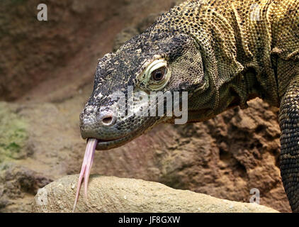 Close-up della testa di un indonesiano drago di Komodo (Varanus komodoensis), lingua biforcuta colpetti, prelievo di profumi dell'aria. Foto Stock