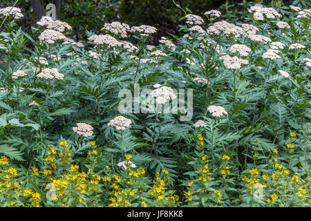 Radiati Tansy, Tanacetum macrophyllum blooming primo piano Lysimachia punctata Foto Stock