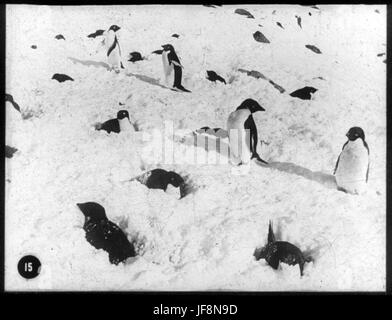 L'Adelie Penguinery a Cape Royds 34565478265 o Foto Stock