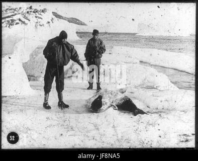 Hooper e Dimitri [Geroff] e una guarnizione di Weddell a Cape 34524508846 o Foto Stock