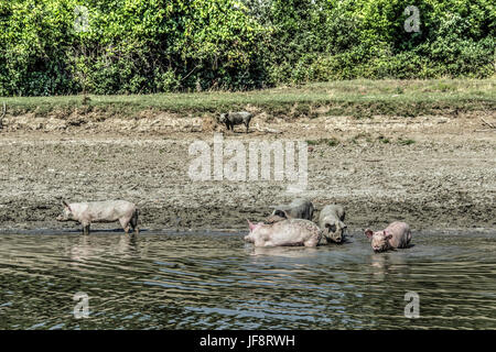 Il Danubio, la Serbia - Suini domestici vagano lungo le rive del fiume il raffreddamento in acqua e in cerca di cibo Foto Stock