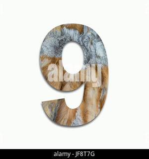 9 Red Fox fur in un font addestrato Foto Stock