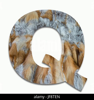 Q red fox fur in un font addestrato Foto Stock