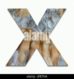 X Red Fox fur in un font addestrato Foto Stock