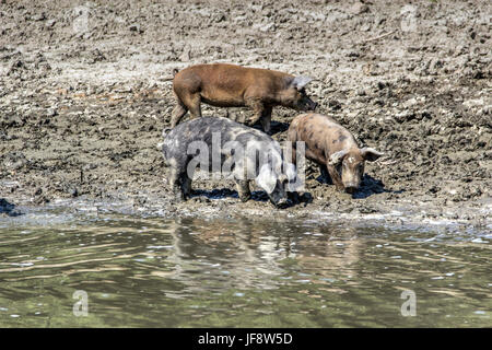 Il Danubio, la Serbia - Suini domestici vagano lungo le rive del fiume il raffreddamento in acqua e in cerca di cibo Foto Stock