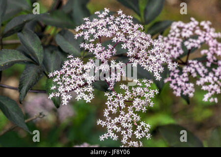 Sambucus nigra ' Thundernuvola ' Samburus fiori neri anziani Foto Stock