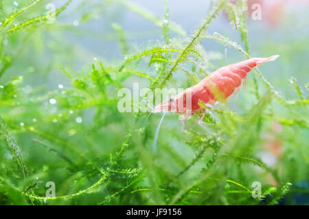 Ritratto di una ciliegia di colore rosso di gamberi Foto Stock