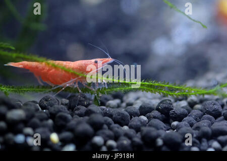 Ritratto di una ciliegia di colore rosso di gamberi Foto Stock