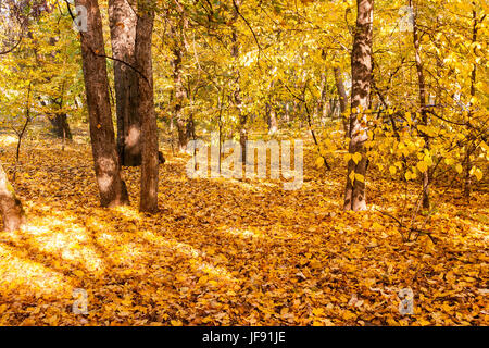 Colore di autunno nel vecchio villaggio rumeno museum di Bucarest, Romania Foto Stock