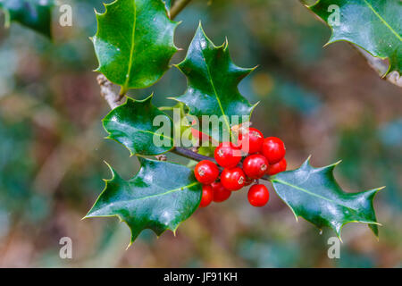 Agrifoglio comune con frutti (Ilex aquifolium). Foto Stock