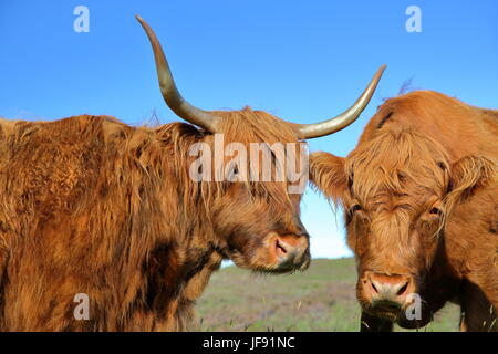 Highland vacche vicino a Elgol, Isola di Skye, Highlands, Scotland, Regno Unito Foto Stock