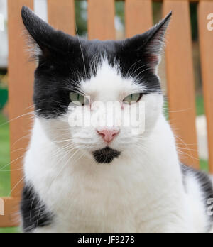 Bandit, un maschio adulto bianco e nero gatto che vivono come un residente permanente a West Sussex Santuario degli animali Foto Stock