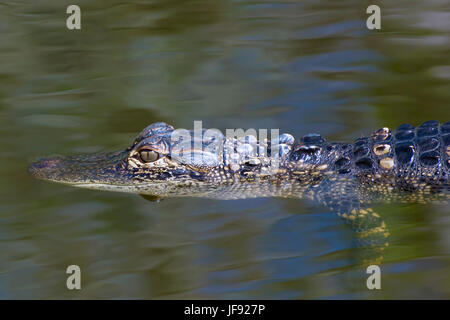 Appena un bambino alligator godendo la vita in Everglades della Florida. Si tratta di un percorso lungo e difficile per l'età adulta per baby alligatori. Foto Stock