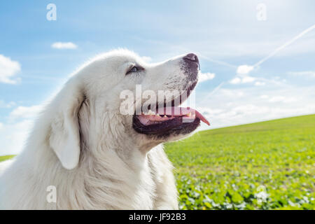 Grande cane da guardia godendo di una passeggiata in una giornata di sole. Tatra polacchi Sheepdog noto anche come Podhalan o Owczarek Podhalanski Foto Stock