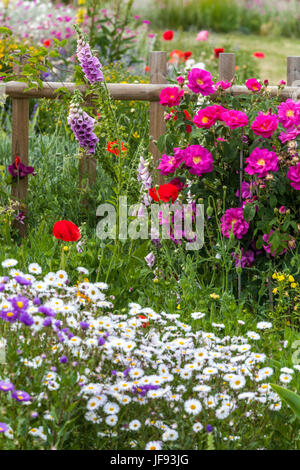 Giardino estivo e fiori misti in giugno, Rosa 'Louis Philippe', Digitalis, Erigeron, papaveri, legno Recinzione da giardino Foto Stock