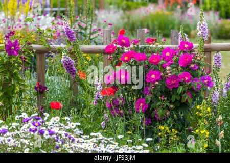 Giardino estivo e fiori misti in giugno, Rosa ' Louis Philippe ', Digitalis, Erigeron, papaveri, giardino in legno recinzione, bellissimi fiori da giardino Foto Stock