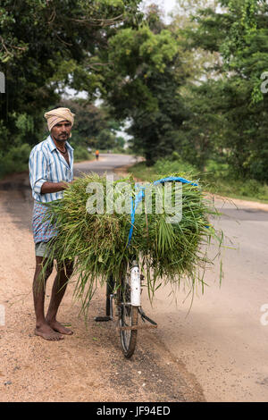 Mysore, India - 27 Ottobre 2013: l'uomo con turbante e il suo moto caricata con erba tagliata per la sua mucca in frazione Harohalli. Sorge lungo la strada rurale con Foto Stock