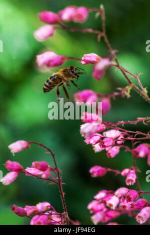 Ape su Heuchera ' Rosada ' Coral Bells Heucheras ape volare Foto Stock