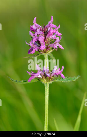 Betony - Stachys officinalis prateria ruvida fiore Foto Stock