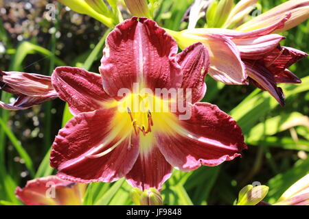 Close up di rosso e giallo hemerocallis giorno fiore di giglio Foto Stock