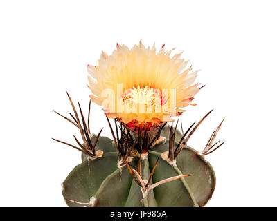 Astrophytum mytostigma blumi in arancione contro uno sfondo bianco, isolato Foto Stock