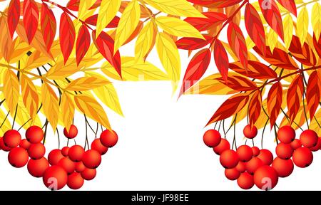Autunno Rowan telaio Illustrazione Vettoriale