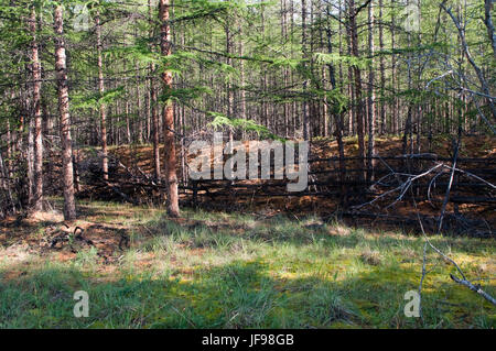 Russia, Yakutia. Il recinto dei poli nel bosco per cervi non andrà perduto. Foto Stock