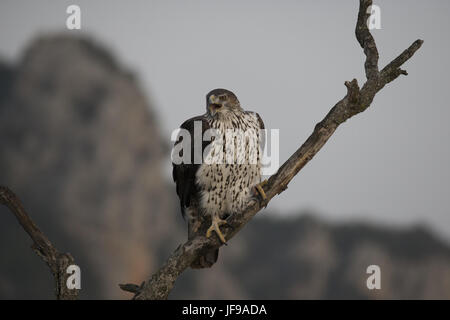 Screaming Eagle bonellis Foto Stock