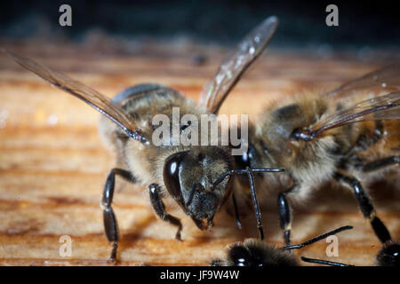 Api lavorare la razza dei Carpazi close-up su un APE-frame in un alveare su favo di miele di colore naturale Foto Stock