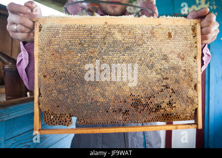 Master apicoltore azienda in mani Bee favi di cera in un telaio di legno di un alveare pieno di gustosa giallo può miele fiore sigillato con cera Foto Stock