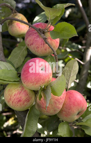 Mature, succosa mele su un ramo. Foto Stock