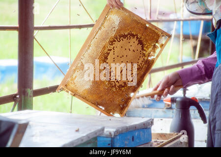 Master apicoltore azienda in mani Bee favi di cera in un telaio di legno di un alveare pieno di gustosa giallo può miele fiore sigillato con cera Foto Stock