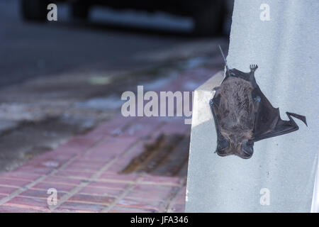 Astratto e concettuale, pelo bat dormire sulla parete di un palazzo nella città. Insectivores, si nutrono di insetti. Foto Stock