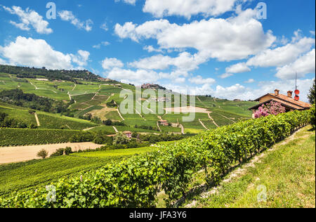 Vigneti vicino a Barolo. Italia Foto Stock