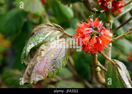 Tropical hydrangea tree Foto Stock