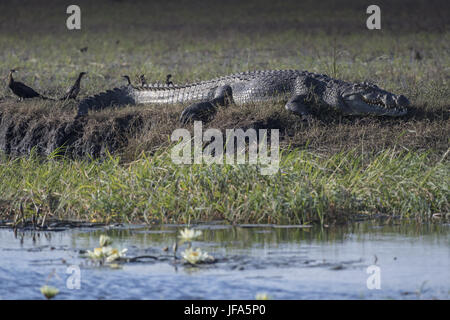 Coccodrillo del Nilo (Crocodilus niloticus) Foto Stock