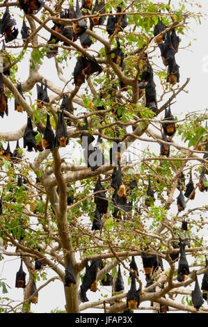 In giro su questo albero su un fiume nel centro dello Sri Lanka Foto Stock